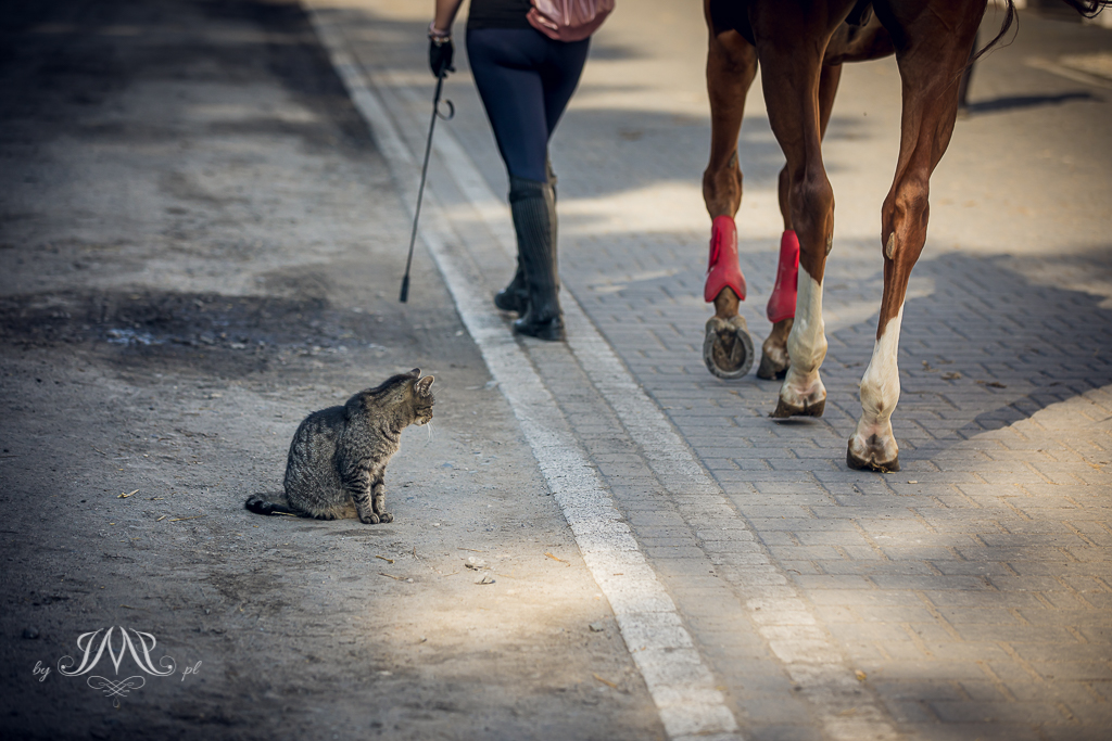 kot patrzący na nogo przechodzącego konia SK Moszna