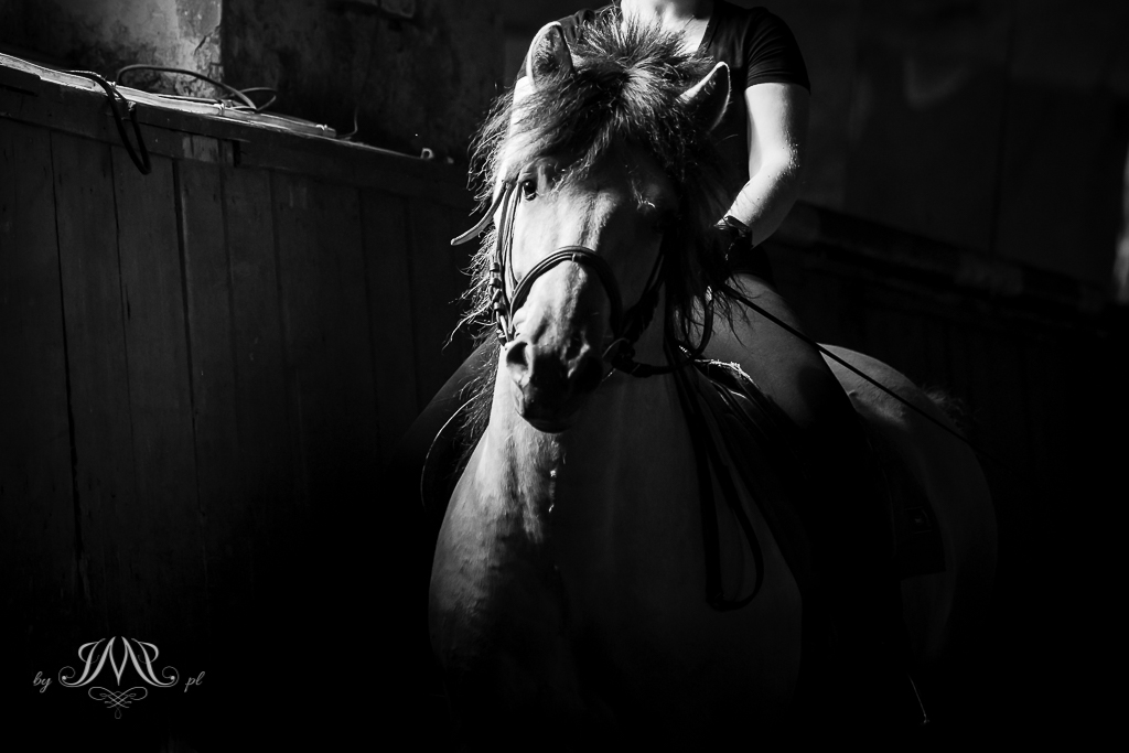 fotografia-koni-SK-Moszna-byJMJ.pl portret konia