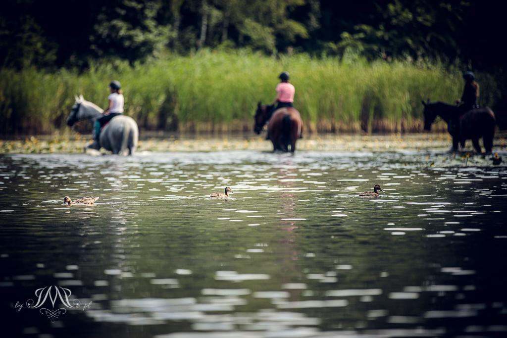 kaczki pływające w jeziorze na tle koni