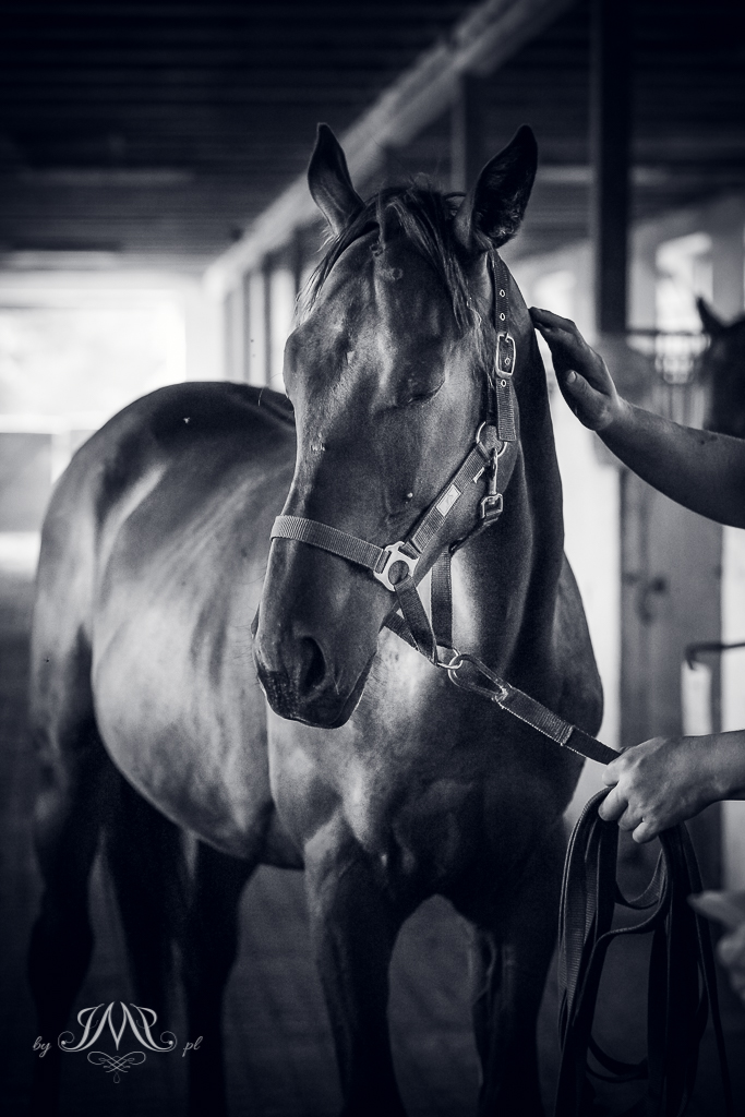 portret konia SK Moszna głaskanego przez właściciela